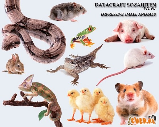 Datacraft Sozaijiten Vol. 062 - Impressive Small Animals