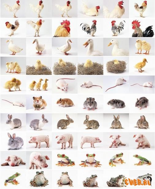 Datacraft Sozaijiten Vol. 062 - Impressive Small Animals