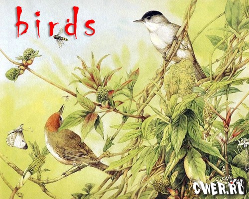 Birds