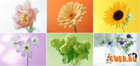 Images of Flowers