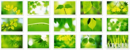 Green Leaves Widescreen Wallpapers