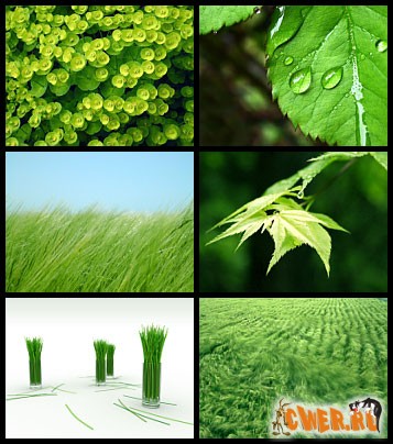 Green Wallpaper