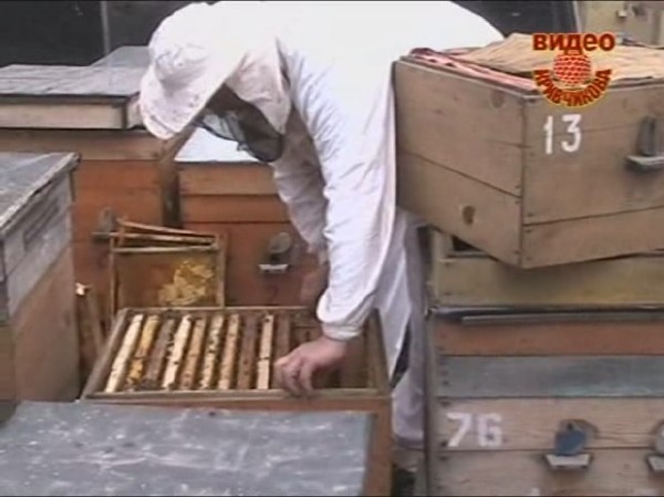 Пчеловодство для чайников 3