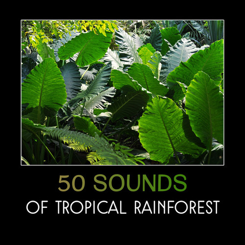 50 Sounds of Tropical Rainforest