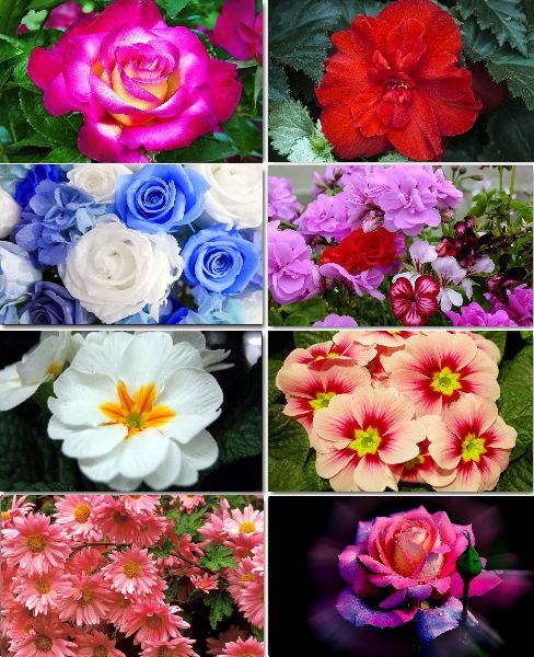 Обои с цветами на рабочий стол