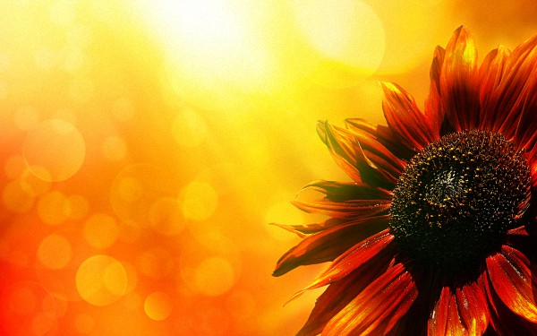 Fresh Computer Wallpapers #341