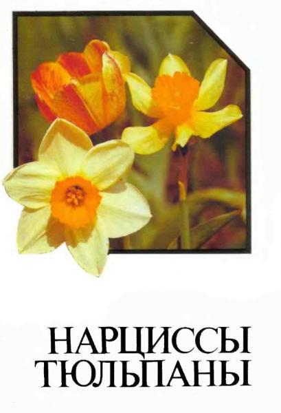 Нарциссы. Тюльпаны