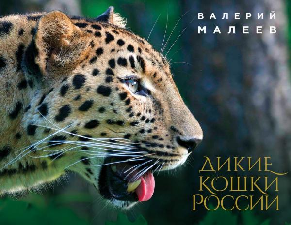 Валерий Малеев. Дикие кошки России. Иллюстрированный авторский фотоальбом