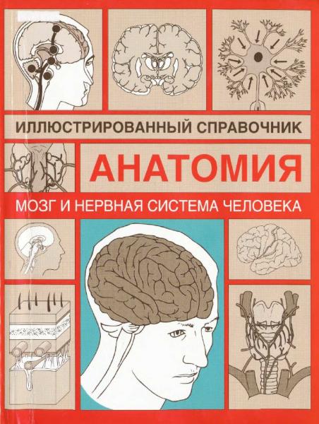 И. Борисова. Мозг и нервная система человека. Иллюстрированный справочник