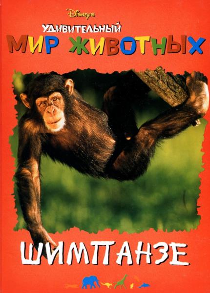 О. Лютова. Удивительный мир животных. Шимпанзе