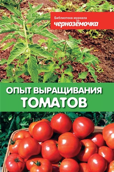 А. Панкратова. Опыт выращивания томатов