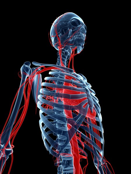 Человек, анатомия, мышцы и органы. Часть 2