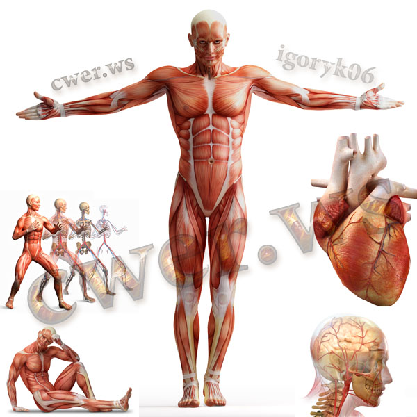 Программа по анатомии мышц человека скачать бесплатно