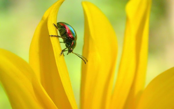 New Mixed HD Wallpapers Pack 179