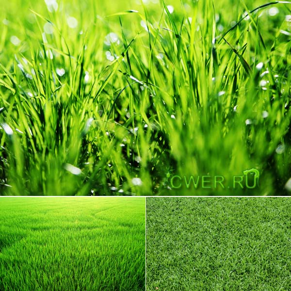 Stock Photo. Green Grass Backgrounds