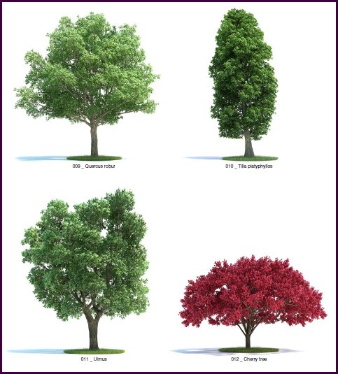Realistic Trees & Plants 3D Models  