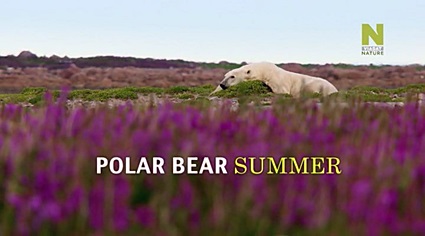Лето белых медведей