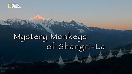 Загадочные обезьяны Шангри-Ла
