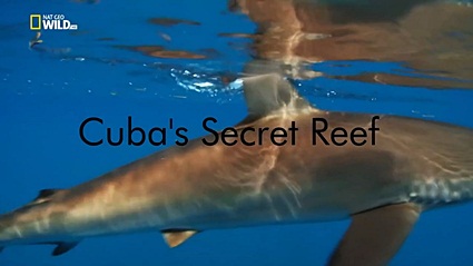 Секретный кубинский риф