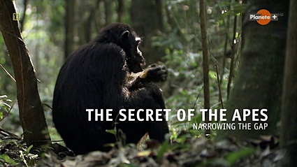Секреты обезьян. Сокращая разрыв