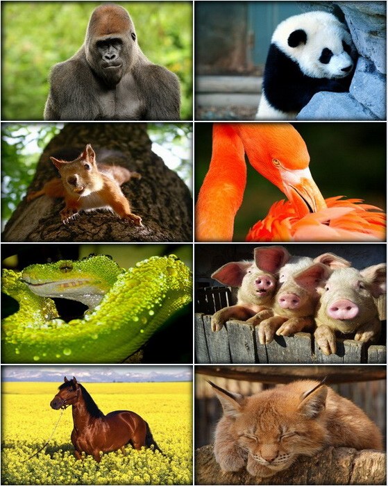 Animals Desktop Wallpapers #1